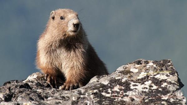 Тарваганы түүхий эд эрхтэн идэхгүй байхыг зөвлөж байна