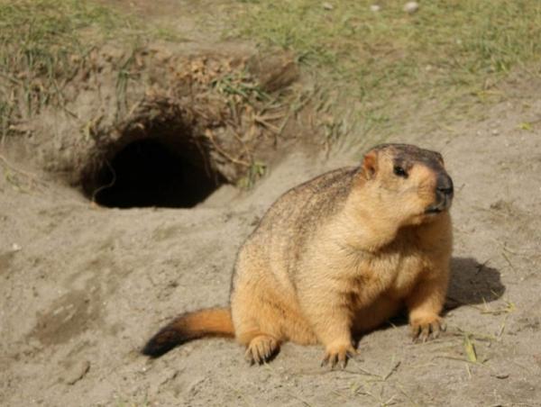 Тарваган тахал нянгаар үүсгэгддэг байгалийн голомтот, цочмог халдварт өвчин юм