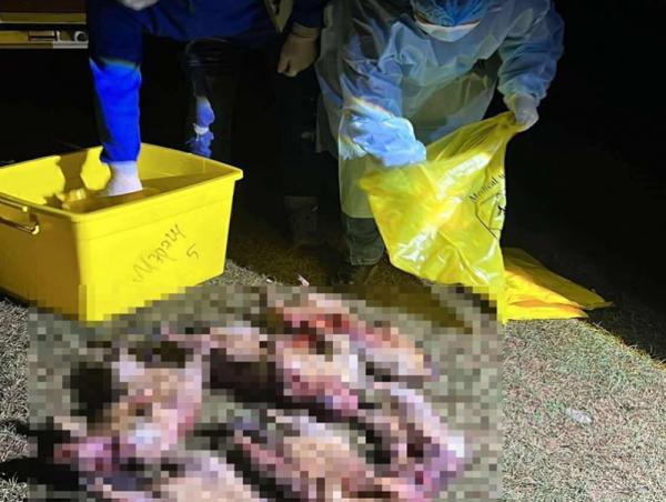 Хууль бусаар агнасан тарвагыг ЗӨСҮТ-д шилжүүлэн өгчээ