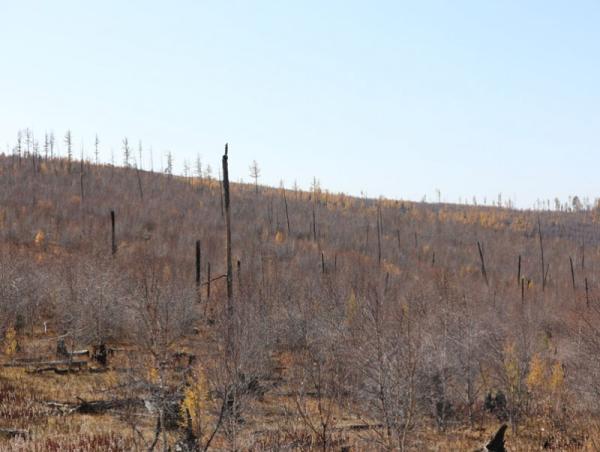 Батсүмбэр сумын түймэрт өртсөн 3000 га талбайг ойжуулж, нөхөн сэргээнэ