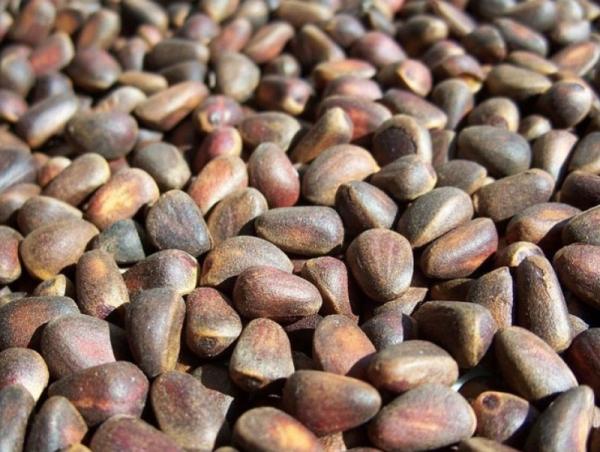 Нийслэлийн ногоон бүсэд ойн дагалт баялгийн судалгаа хийж байна