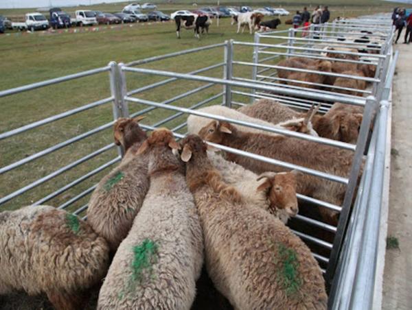 Гойд ашиг шимт малын үзэсгэлэн худалдаа маргааш эхэлнэ