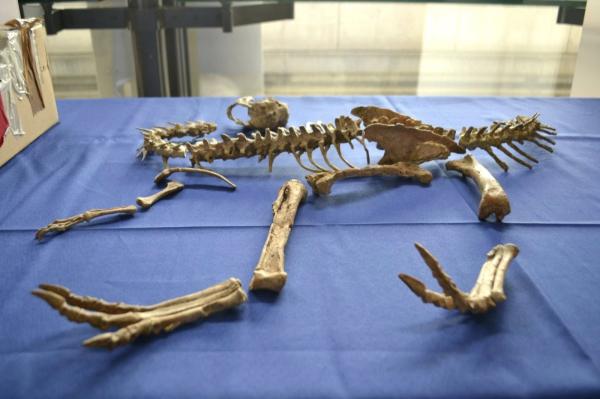 Хууль бусаар худалдаалагдсан Тарбозавр батаар үлэг гүрвэл тэргүүтэй 29 багц чулуужсан олдворыг Монгол Улсад хүлээлгэн өглөө