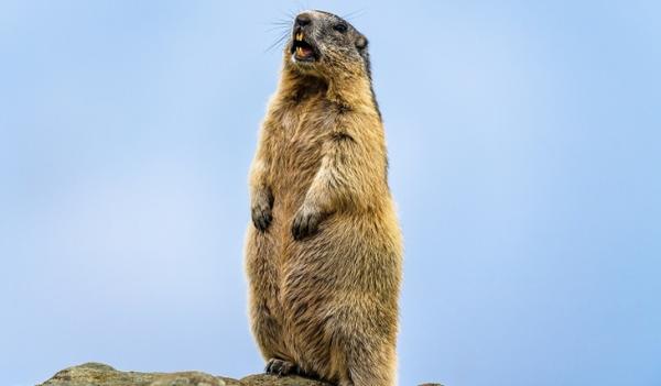 Сонгинохайрхан уулын 51 тарвага 188 болж өсжээ