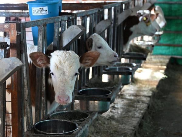 НЕБ-ын сургуулийн 189 мянган хүүхдийг сүү хөтөлбөрт хамруулахад үндэсний үйлдвэрлэгчидтэй хамтарна