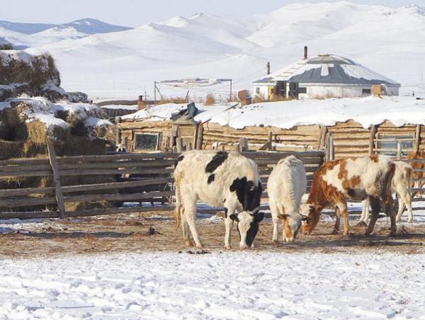 Мал хулгайлах гэмт хэрэг үйлдсэн бүлэг этгээдийг баривчиллаа