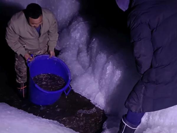 Сэлбэ голын загасыг Туул голын харзалсан хэсэгт шилжүүлжээ
