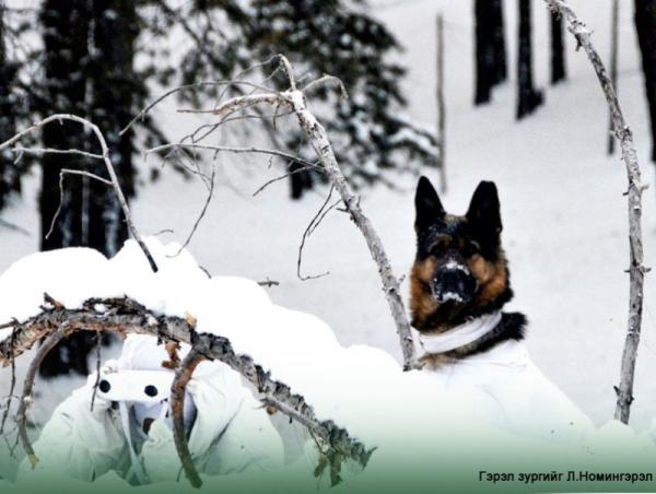 Хулгайн анчдыг илрүүлжээ