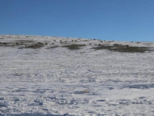 Цасан бүрхүүлийн хэмжээг өмнөх арван хоногтой харьцуулахад 5 хувиар буурсан байна