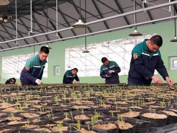 Өвлийн хүлэмжид заг модны үрсэлгээг амжилттай тарьж ургуулав