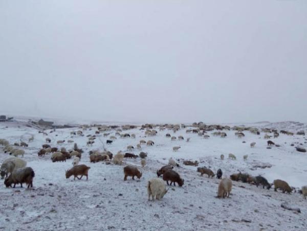 Зудын байдлыг үнэлэхэд 11 аймгийн 43 сум цагаан зудтай байна