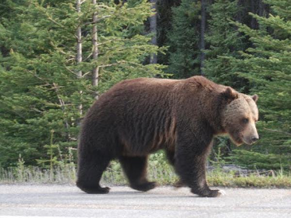 Хүрэн баавгайг хууль бусаар агнасан үйлдлүүдийг илрүүллээ