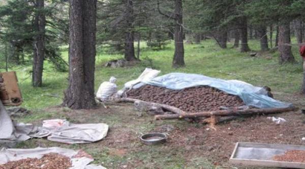 Самар түүж явсан иргэдийн нэг нь түлэгдэж амиа алджээ